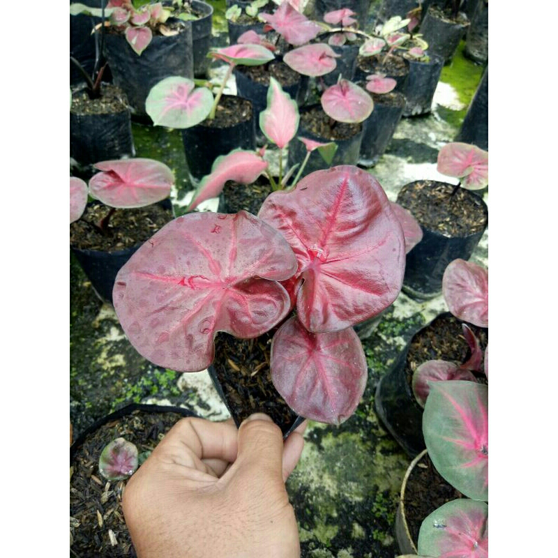 Caladium/Keladi Red Sweety