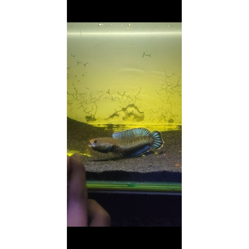 andrao grade a,4-6cm