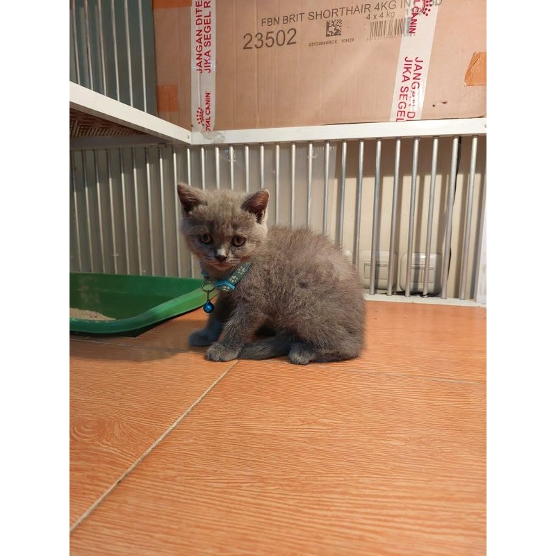 kitten kucing BSH british short hair blue (blue)