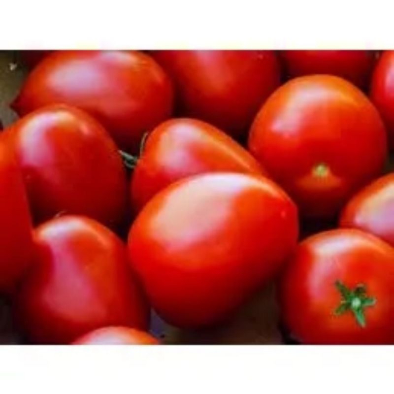 

tomat merah kecil segar tomat merah kecil fresh from farm