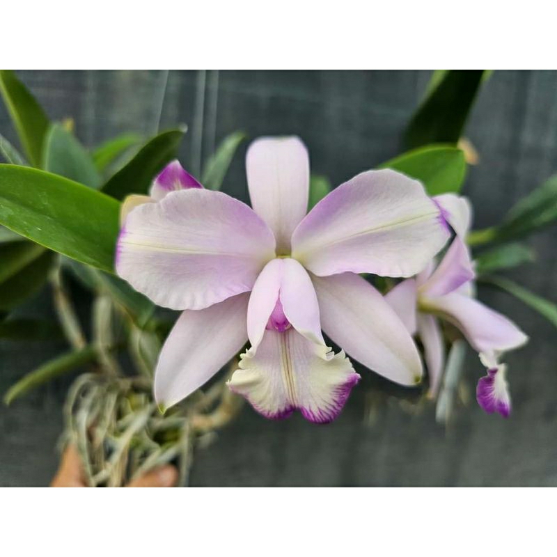 Anggrek cattleya Mini purple coerulea x Nobilior coerulea