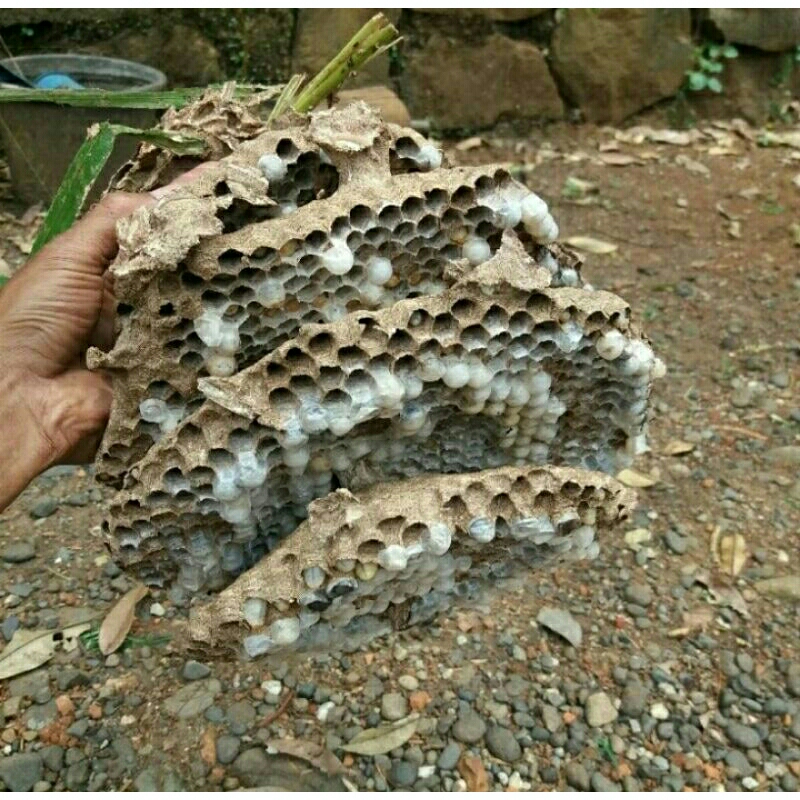 Larva tawon
