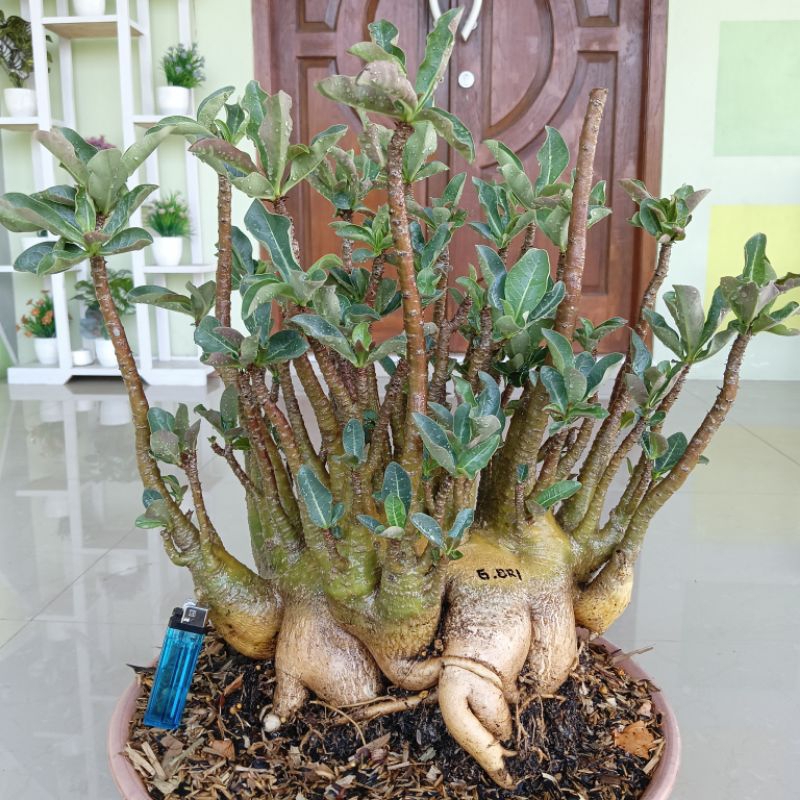 Adenium ID. GODJI ORI ( size jumbo )