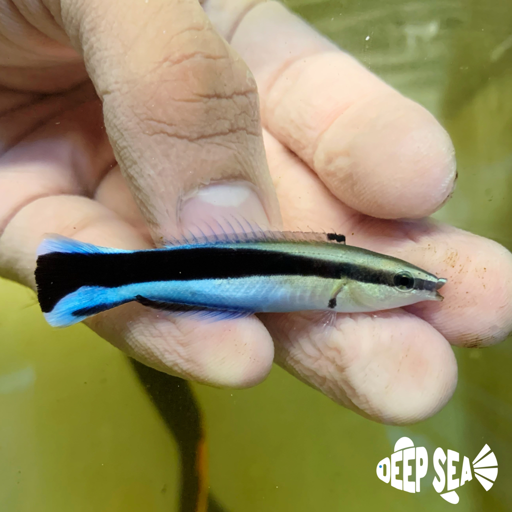 Ikan Hias Air Laut Dokter B