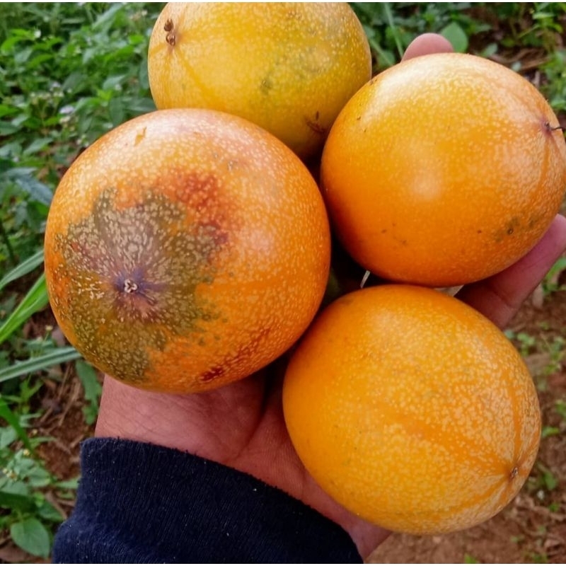 bibit markisa konyal manis