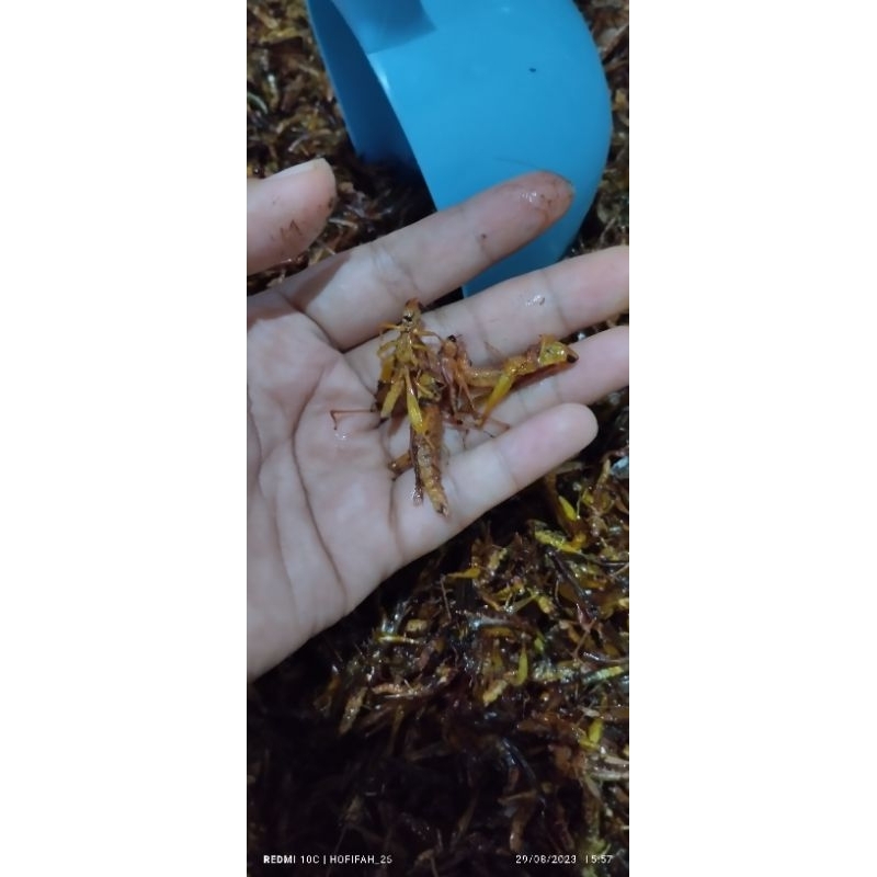 

belalang utes tawar/non bumbu 1kg