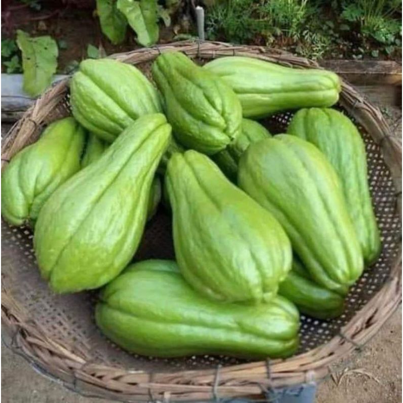 

Labu siam chayote chow chow