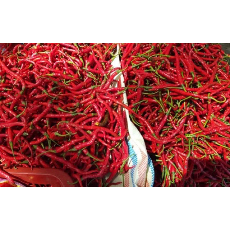 

Cabai Merah Keriting (only jasa kirim instant)