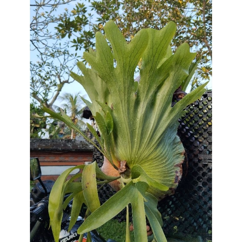 platycerium Coronarium