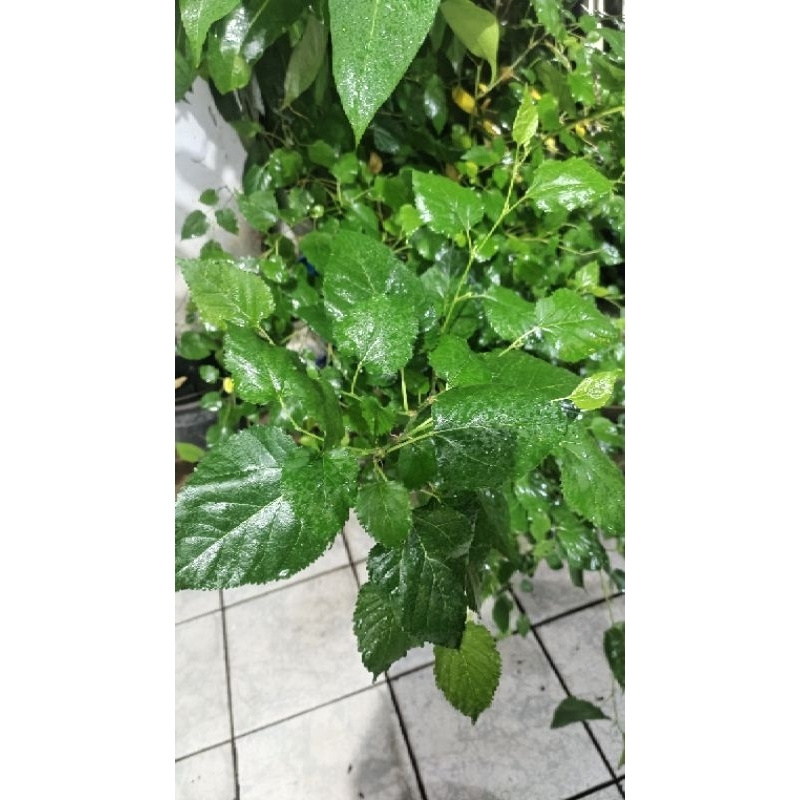 

Daun Murbei / Mulberry Organik