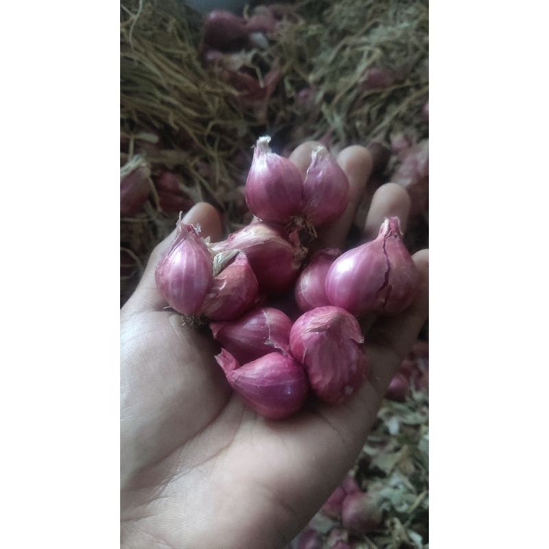 

BAWANG MERAH KUALITAS SUPER PROBOLINGGO / 500gr 7.000-13.000