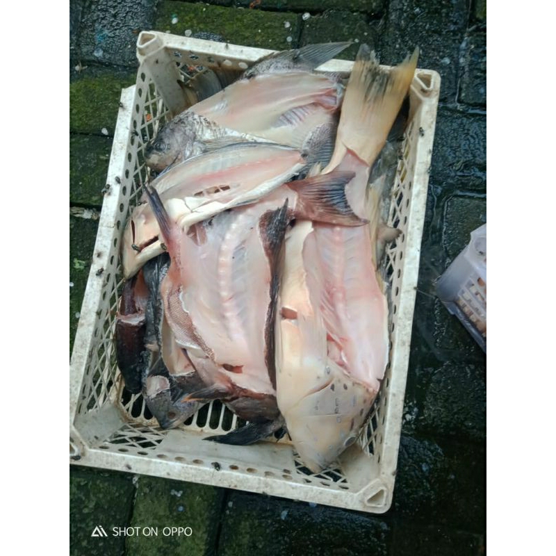 

gurami fillet
