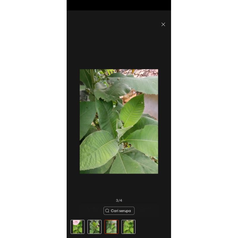 

jual daun sembung segar 300grm