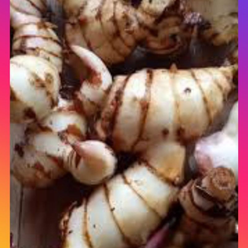 

jual buah ganyol super pulen enak harga promo 1kg