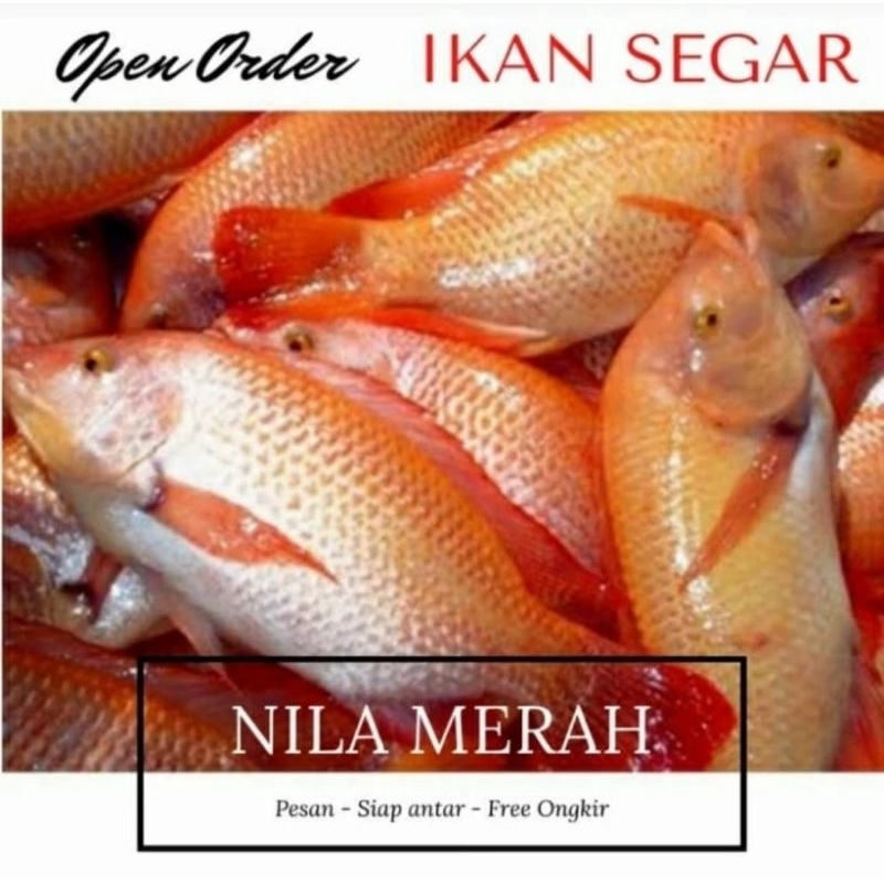

IKAN NILA MERAH fresh