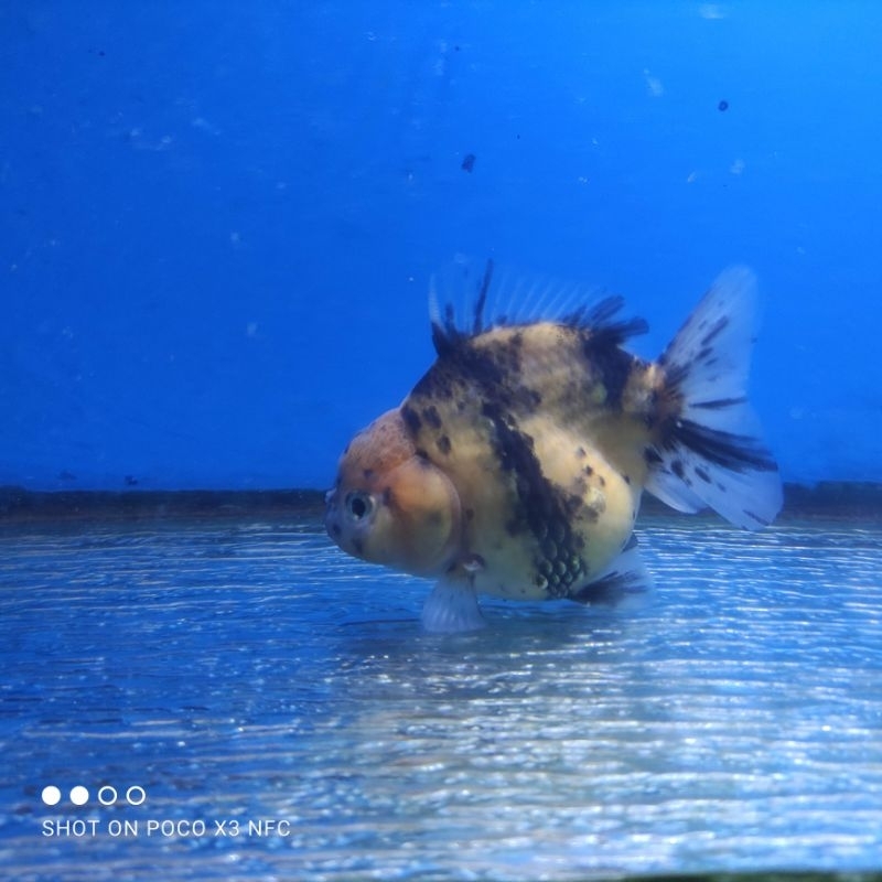 Oranda Short Body Short Tail