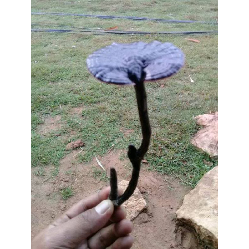 

jual jamur bambu barang langka yang susah dicari harga promo