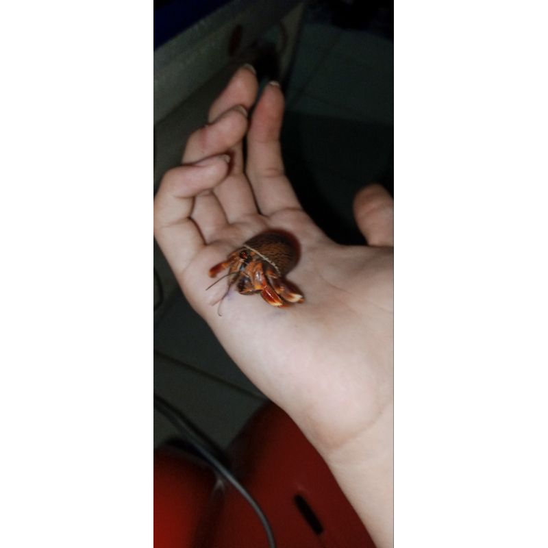 mainan kelomang strawberry lucu belang isi 5 pcs murah