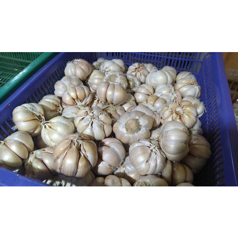 

Bawang putih 500gr Dan 1kg