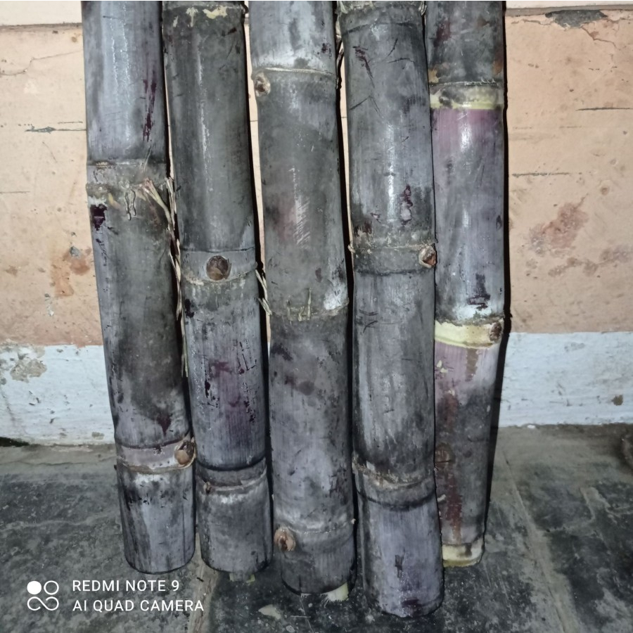 

Promo bibit tebu wulung,tebu iereng perpaket isi 5 batang