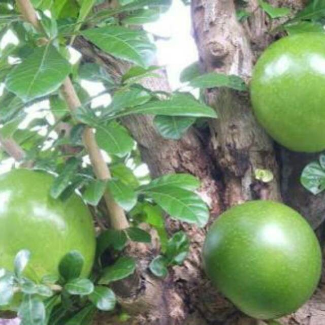 

Buah maja,buah berenuk ,calabash,buah herbal kaya manfaat,perbuah