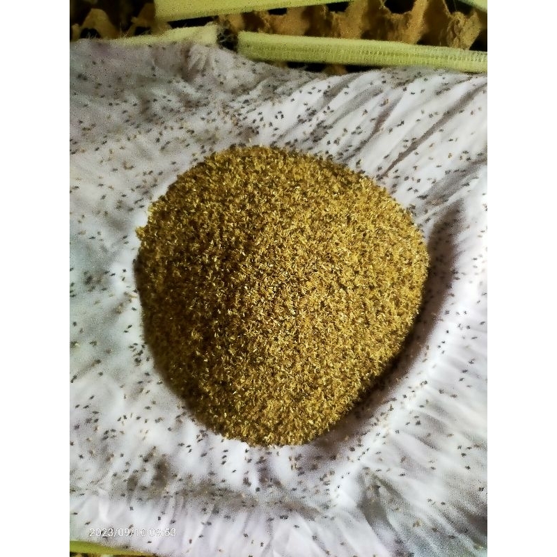 telur jangkrik madu kuning super promo 1kg