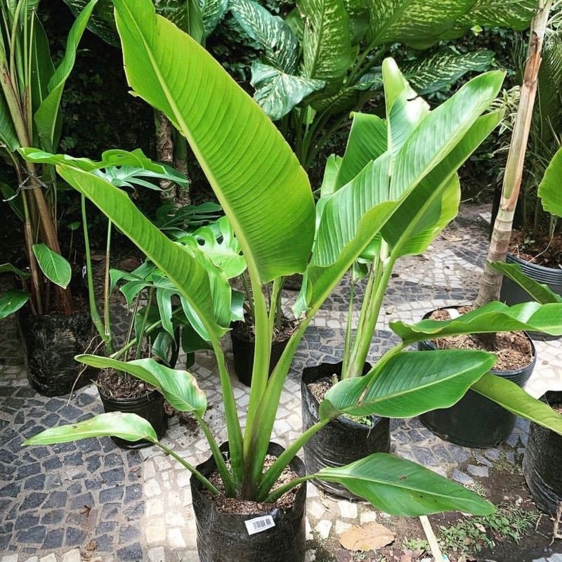 TERLARIS!! TANAMAN HIAS PISANG KIPAS Ukuran 30-50 cm, pisang kipas indor