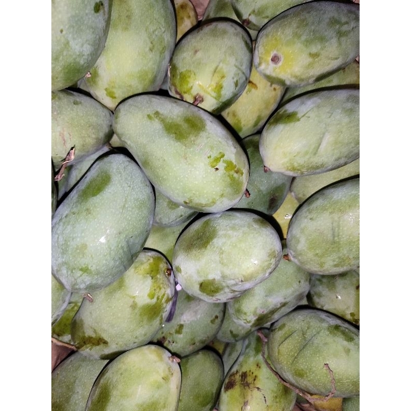 

MANGGA HARUS MANIS 1 KG