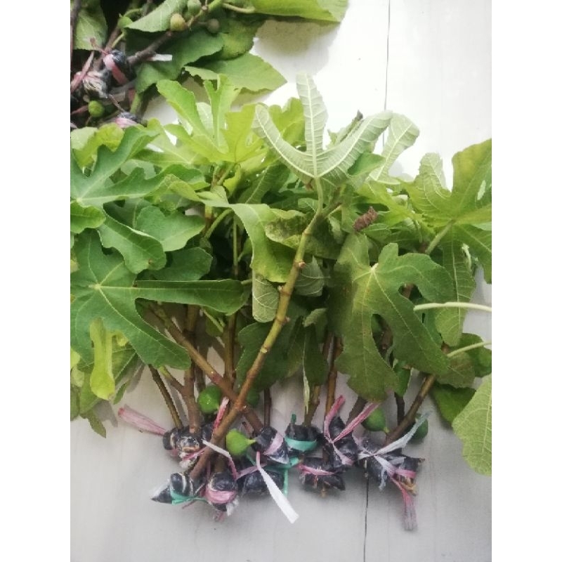 paket 5 fc buah tin ada buahnya