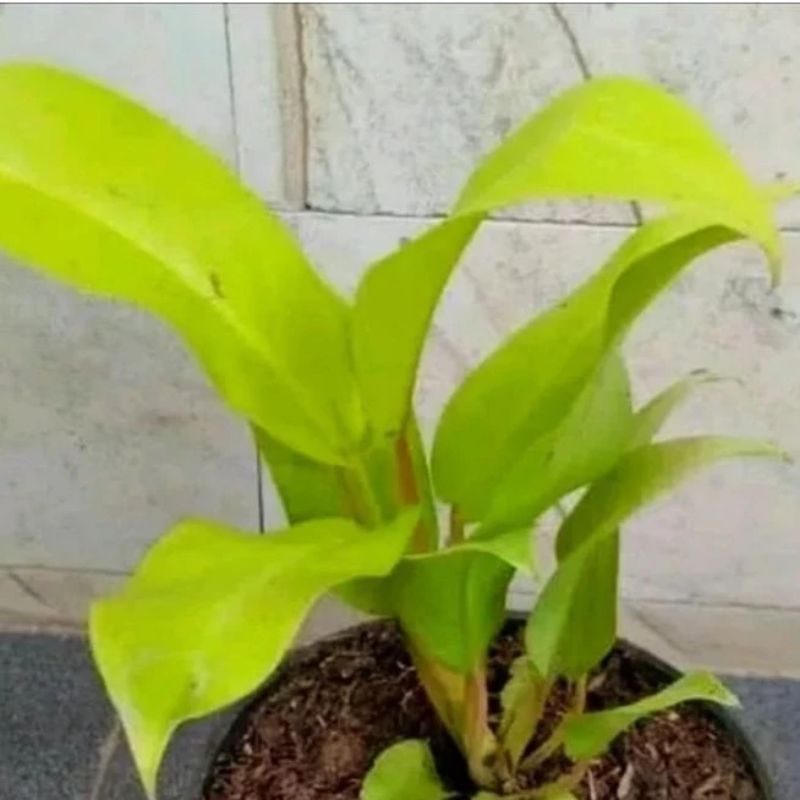 tanaman hias sirih gading lemon lime gading centong