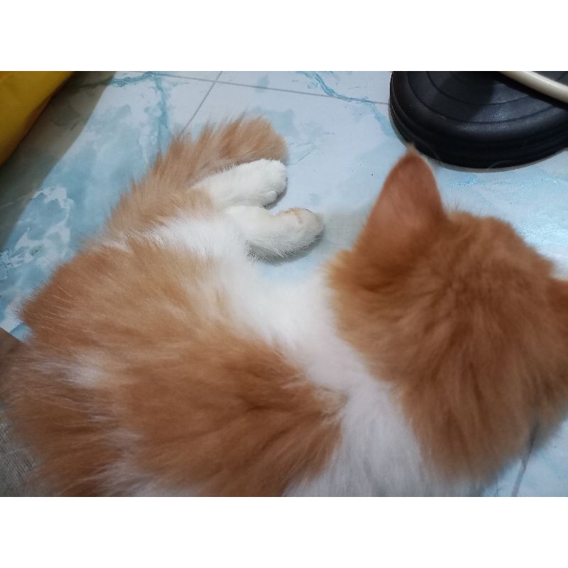 KUCING JANTAN PERSIA KUCING OREN KUCING OYEN KITTEN