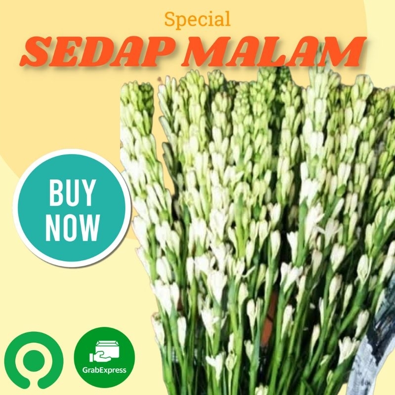 Bunga Sedap Malam | Bunga Segar | Bunga Tangkai | 10 tangkai