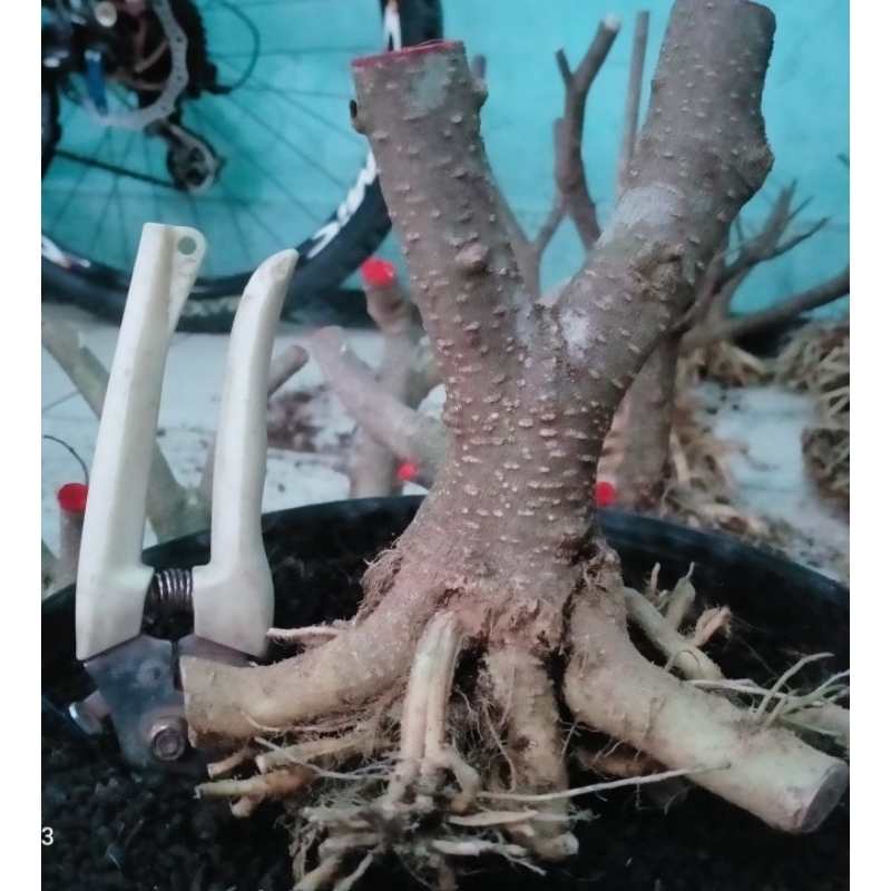 bahan bonsai anting putri prokar prospek