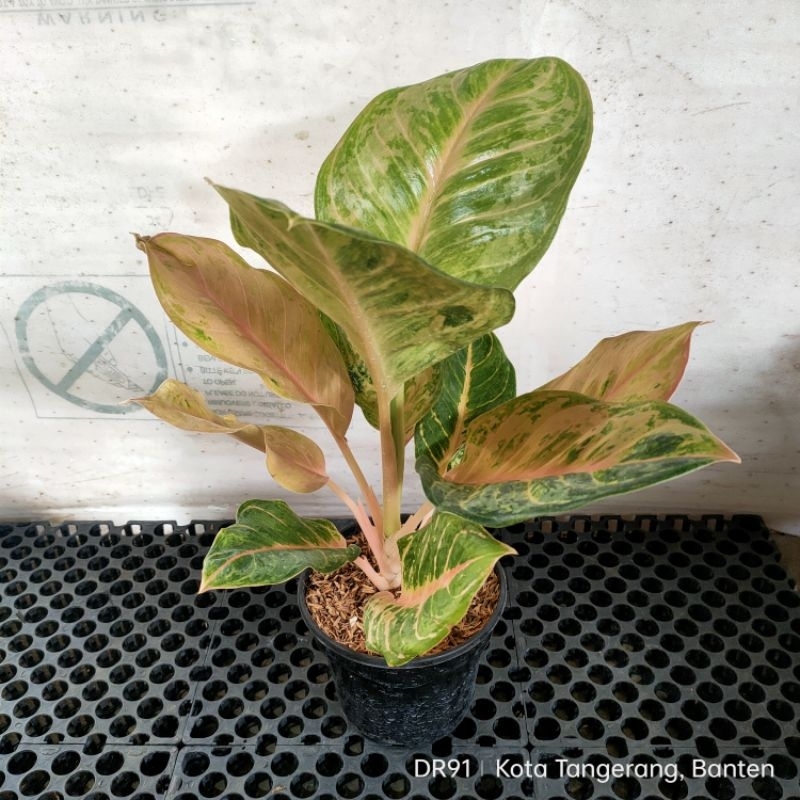 Adelonz Aglonema Green Big Mama