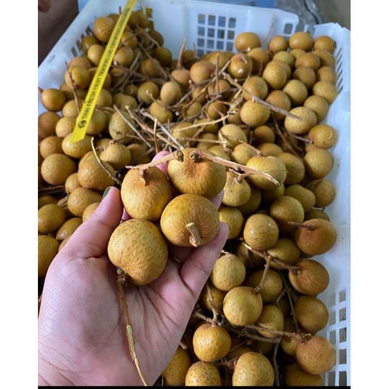 LENGKENG THAILANT GOLD