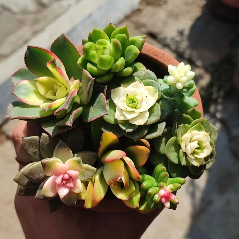 Sukulen Mutasi Warna Buatan Unik Bebas Pilih