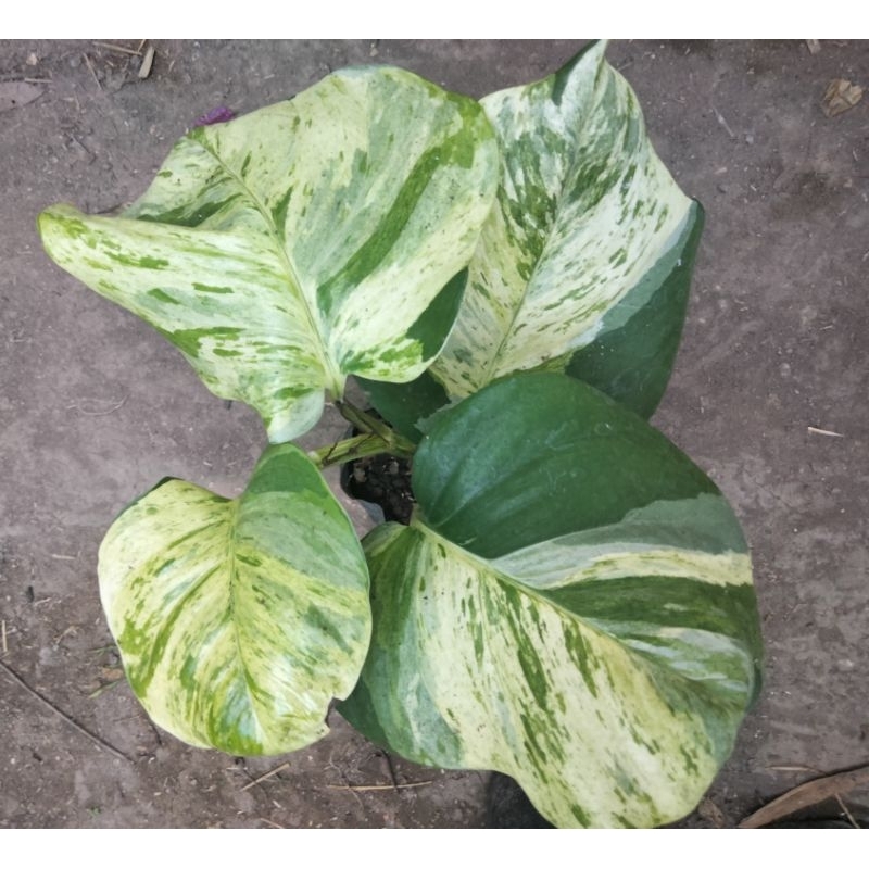 tanaman hias sirih manjula daun jumbo