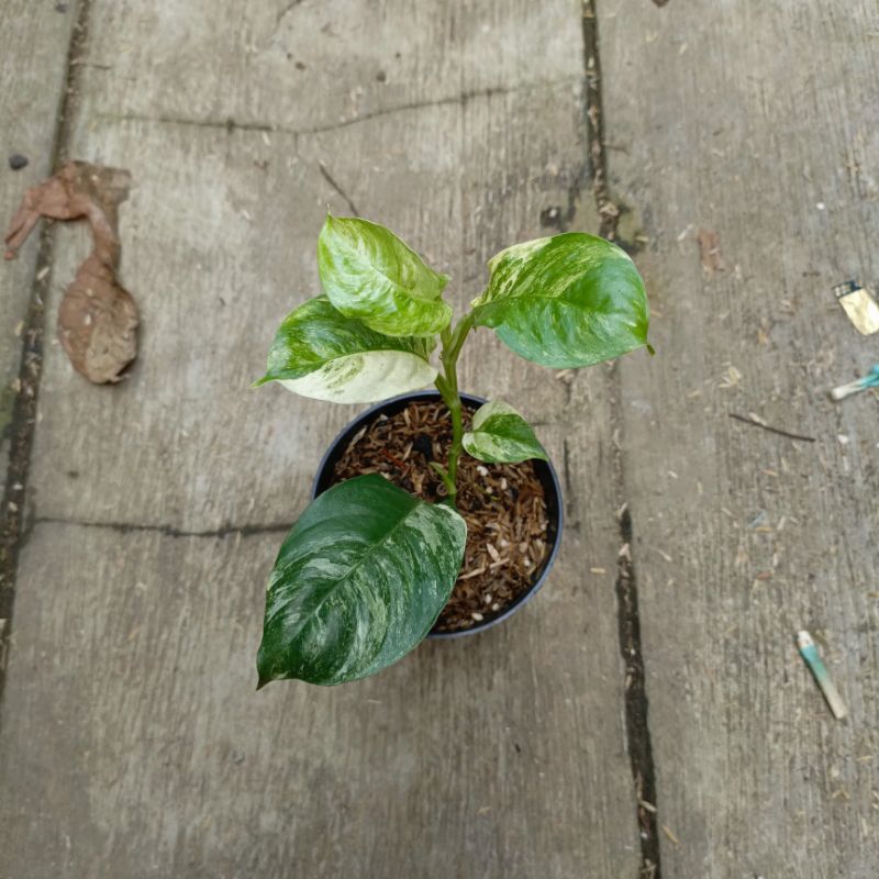 Tanaman Hias Rhaphidophora Puberula Variegated - Rhaphidopora Puberula Variegata