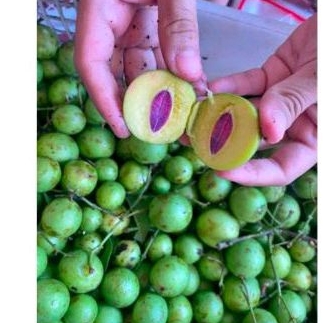 

buah gandaria / jatake