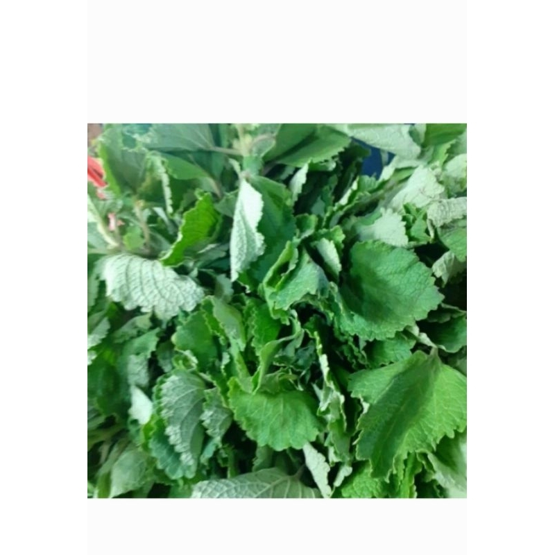 

Sayur Bangun bangun 1000gr
