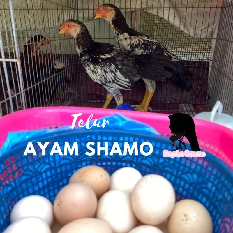 Telur Ayam Shamo