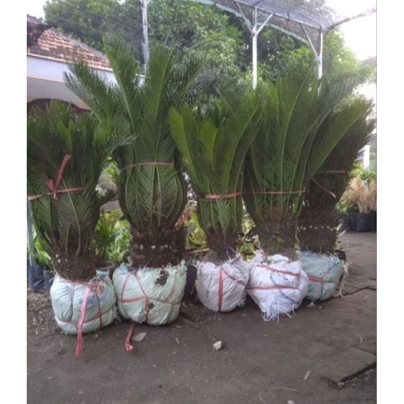 palem sikas - mawar jambe super jumbo