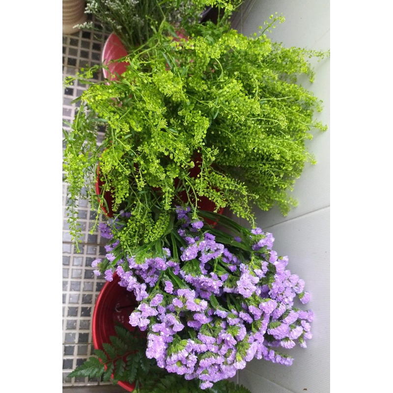 Daun Thlaspi Import 1 ikat