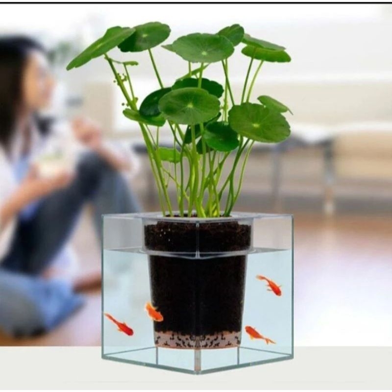 Tanaman pegagan air | pegagan air