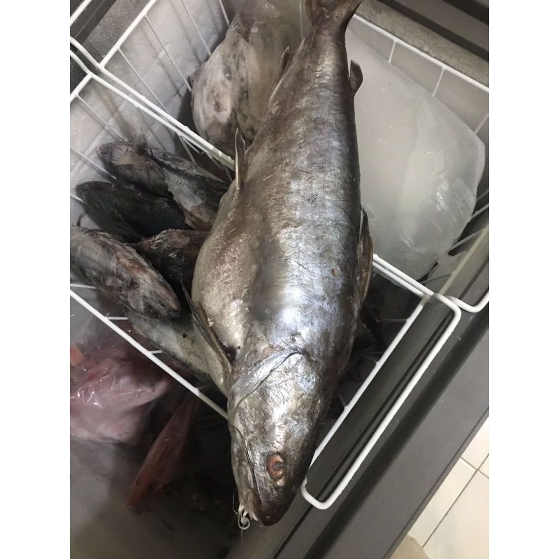 

IKAN MANYUNG JUMBO UTUH FRESH FROZEN