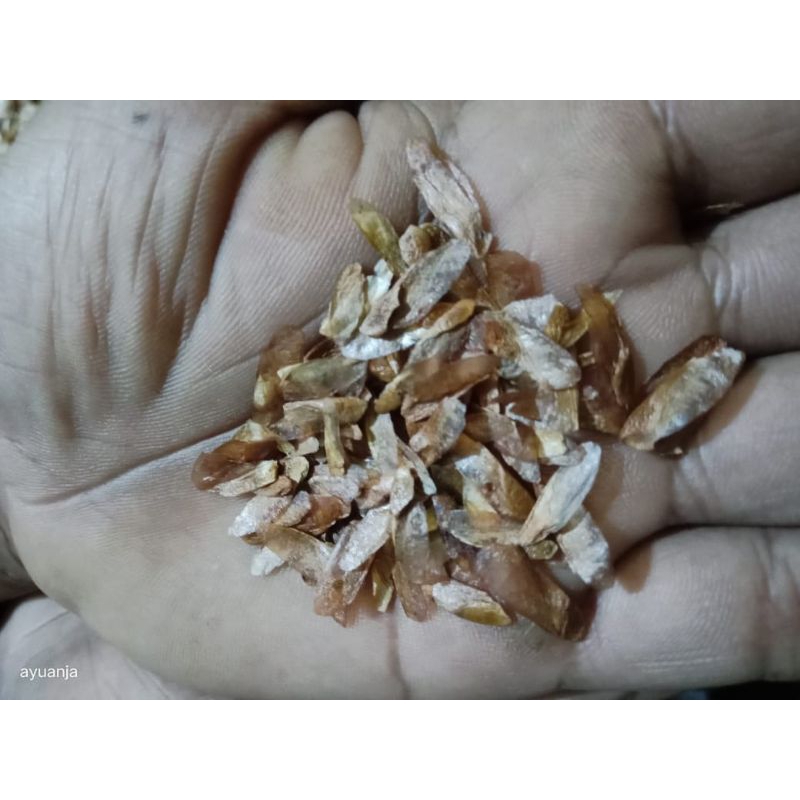 

biji kayu suren