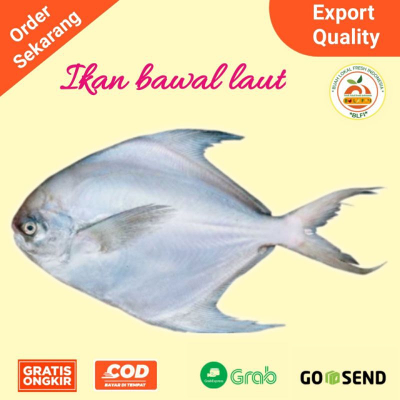 

IKAN BAWAL LAUT