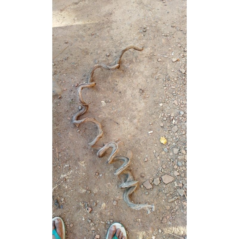 Akar Trinil unik akar sisilia unik akar kayu unik akar trinil panjang akar trinil akar akar