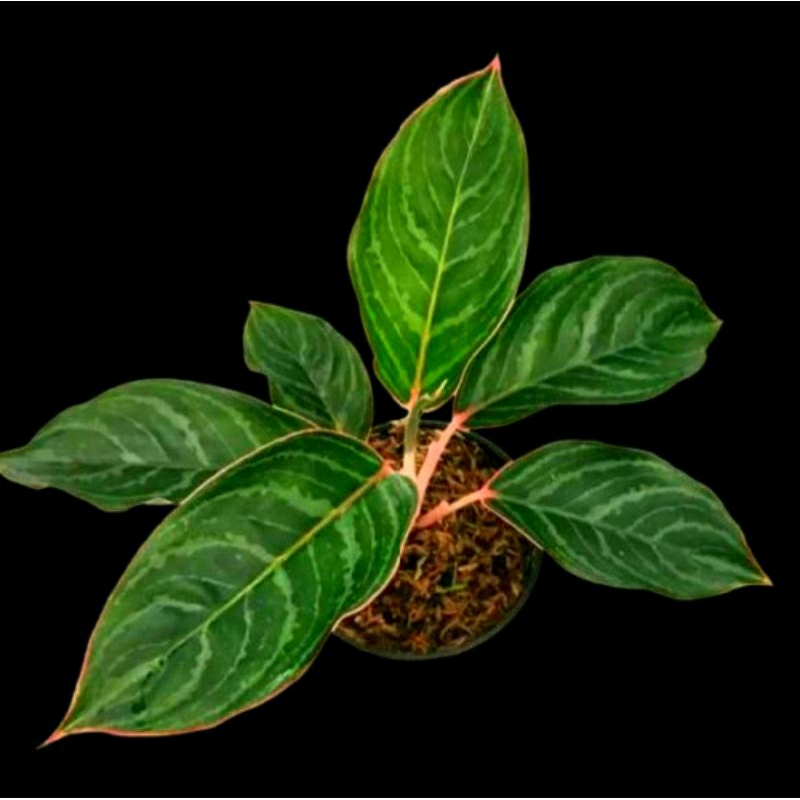 Aglonema Lipstik Zebra