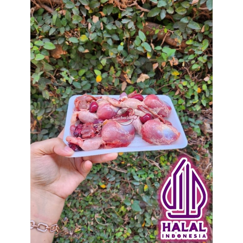 

ati ampela ayam termurah